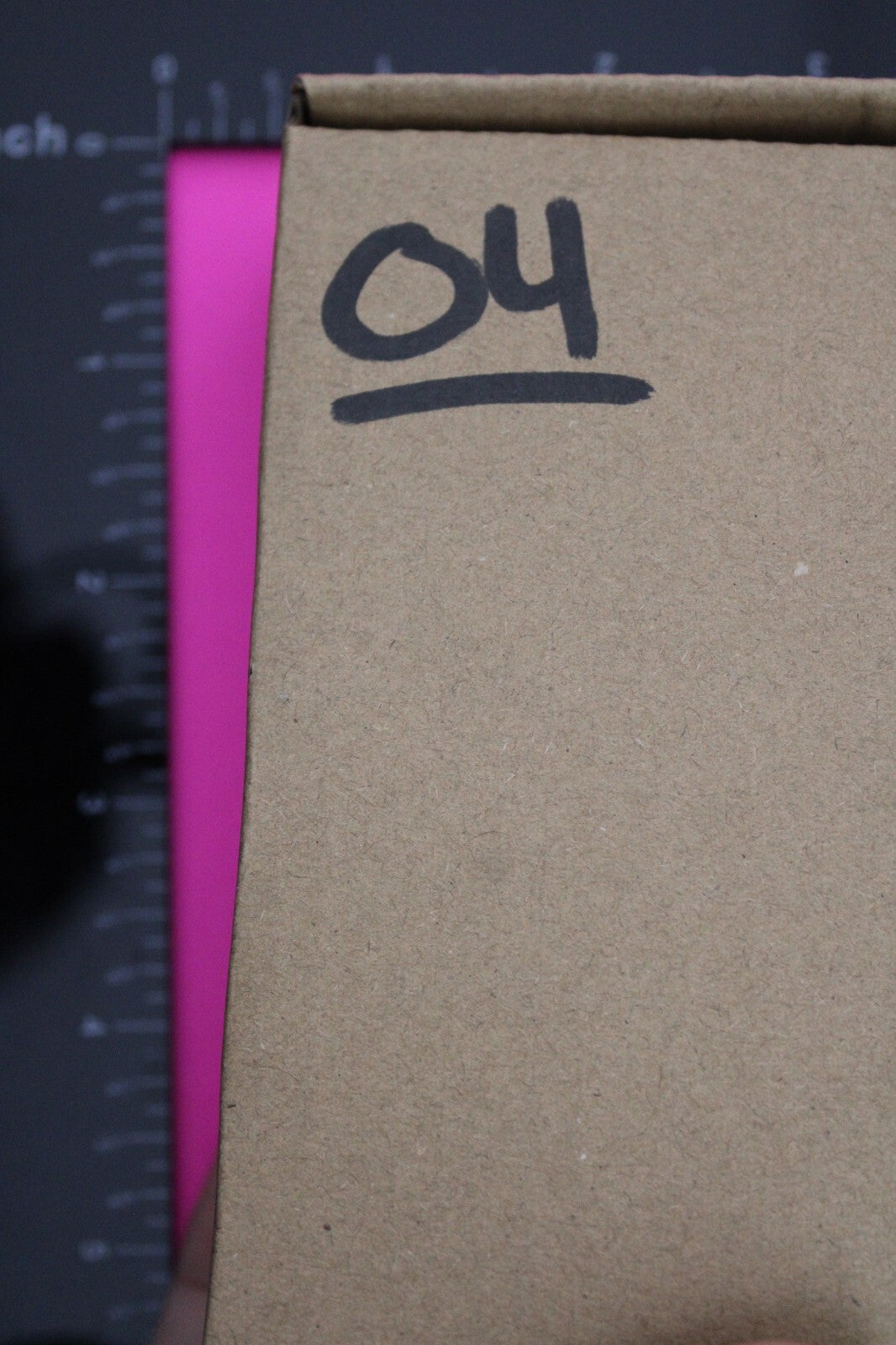 Authentic Trilobite Fossil 450 Million Years Old Genuine Dinosaur Girl COA 04