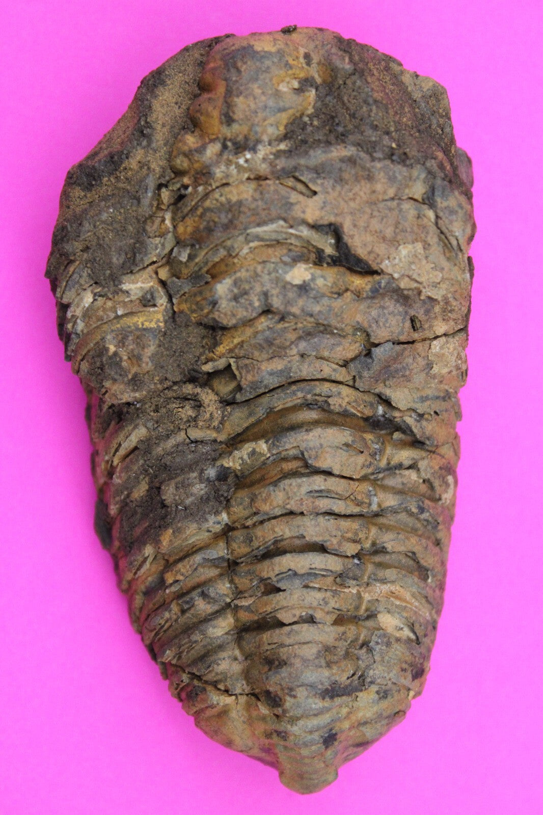 Authentic Trilobite Fossil 450 Million Years Old Genuine Dinosaur Girl COA 01