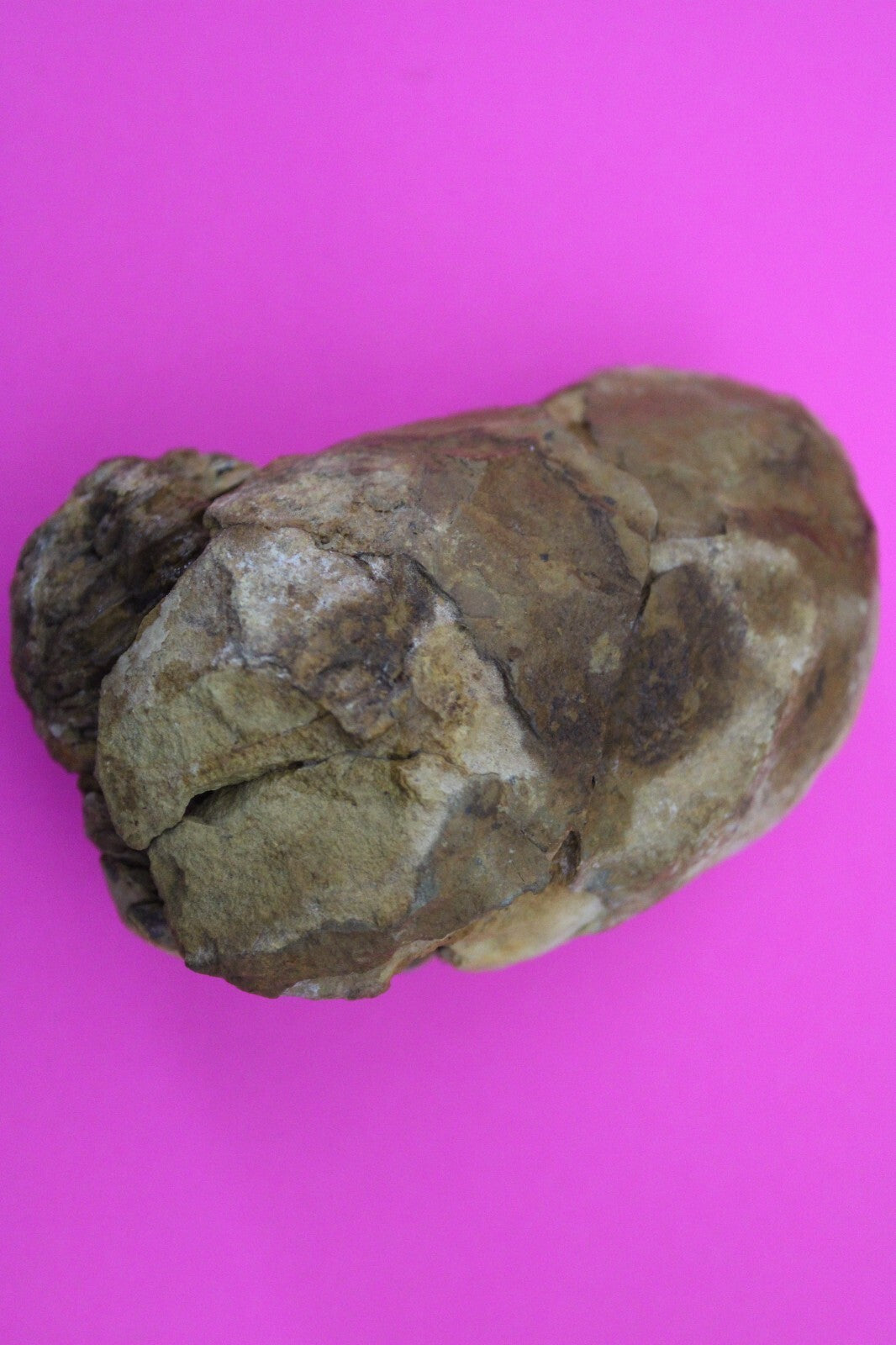 Authentic Trilobite Geode Real Fossil 450 Million Years Old Dinosaur Girl COA 07