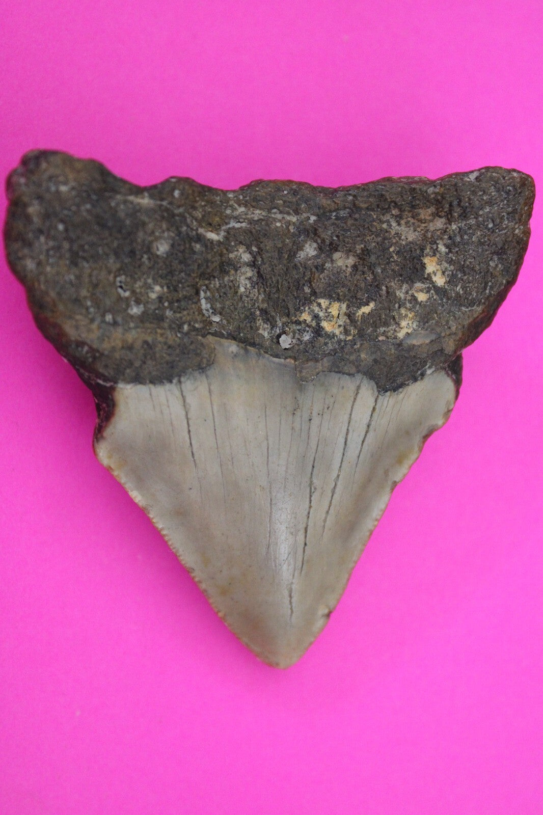 Authentic Megadolon Shark Tooth 2.62 Inch 52 Grams Fossil Dinosaur Girl COA M54