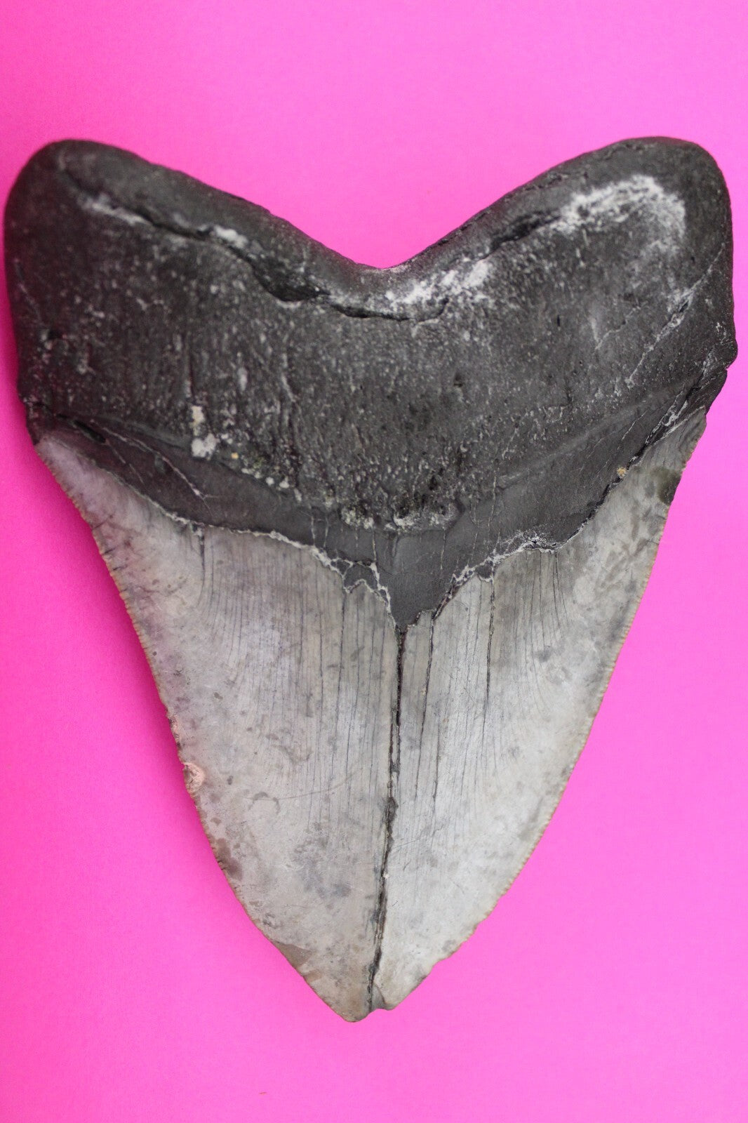 Authentic Megalodon Shark Tooth 5.57 Inch 419 Grams Fossil Dinosaur Girl COA M13