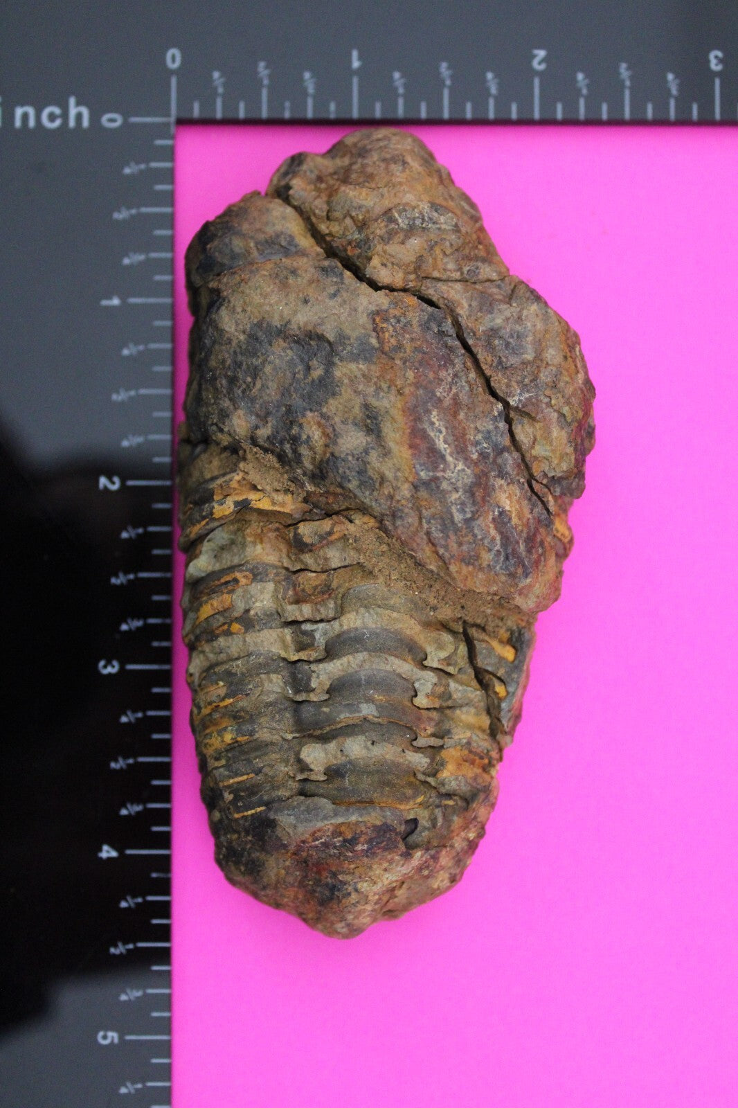 Authentic Trilobite Fossil 450 Million Years Old Genuine Dinosaur Girl COA 04