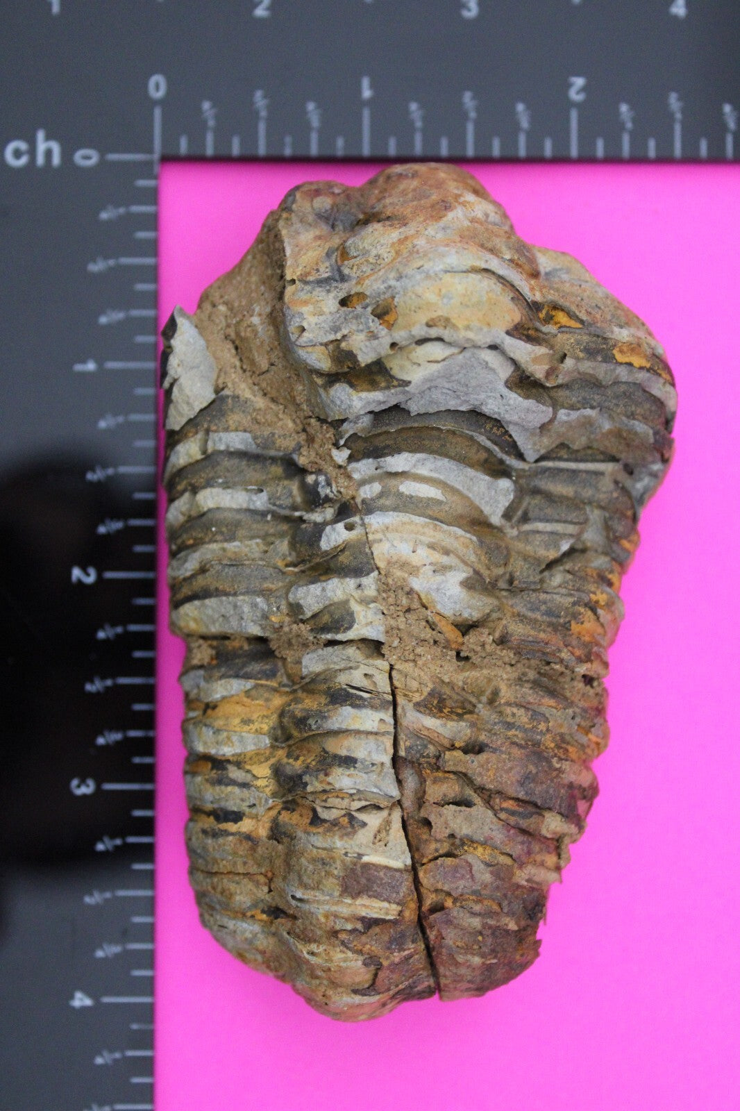 Authentic Trilobite Fossil 450 Million Years Old Genuine Dinosaur Girl COA 05