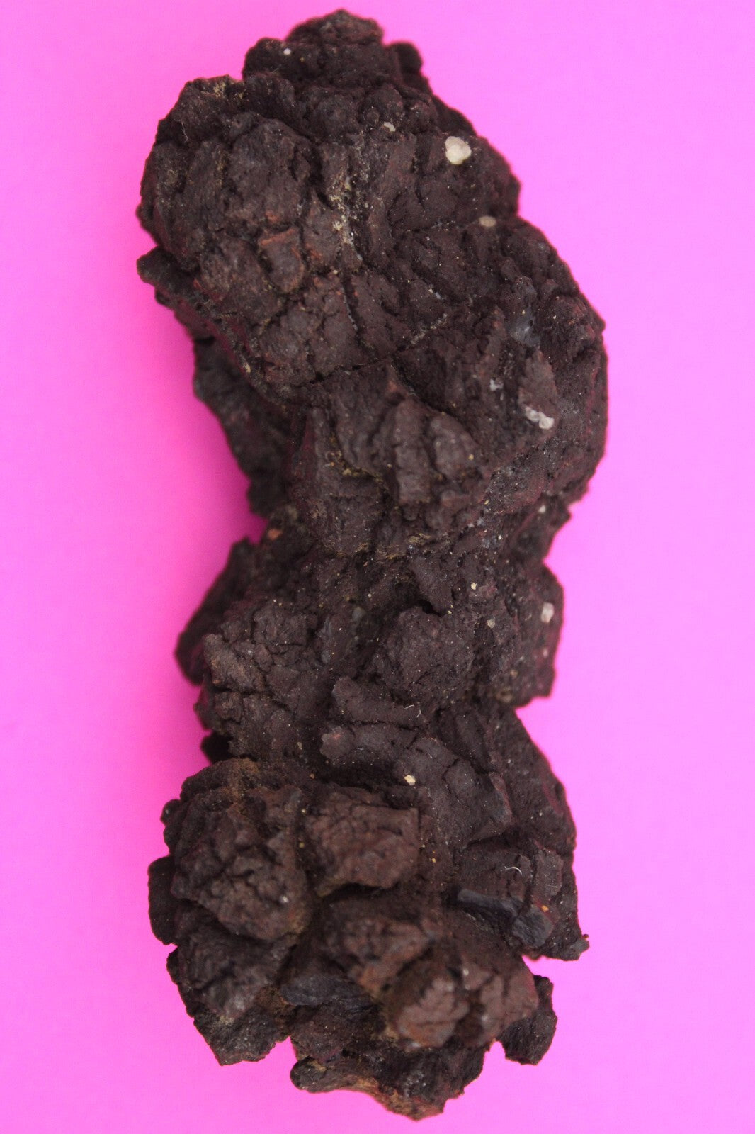 Giant Lizard Poop 5 Million Years Old Genuine Real Fossil Dinosaur Girl COA L26