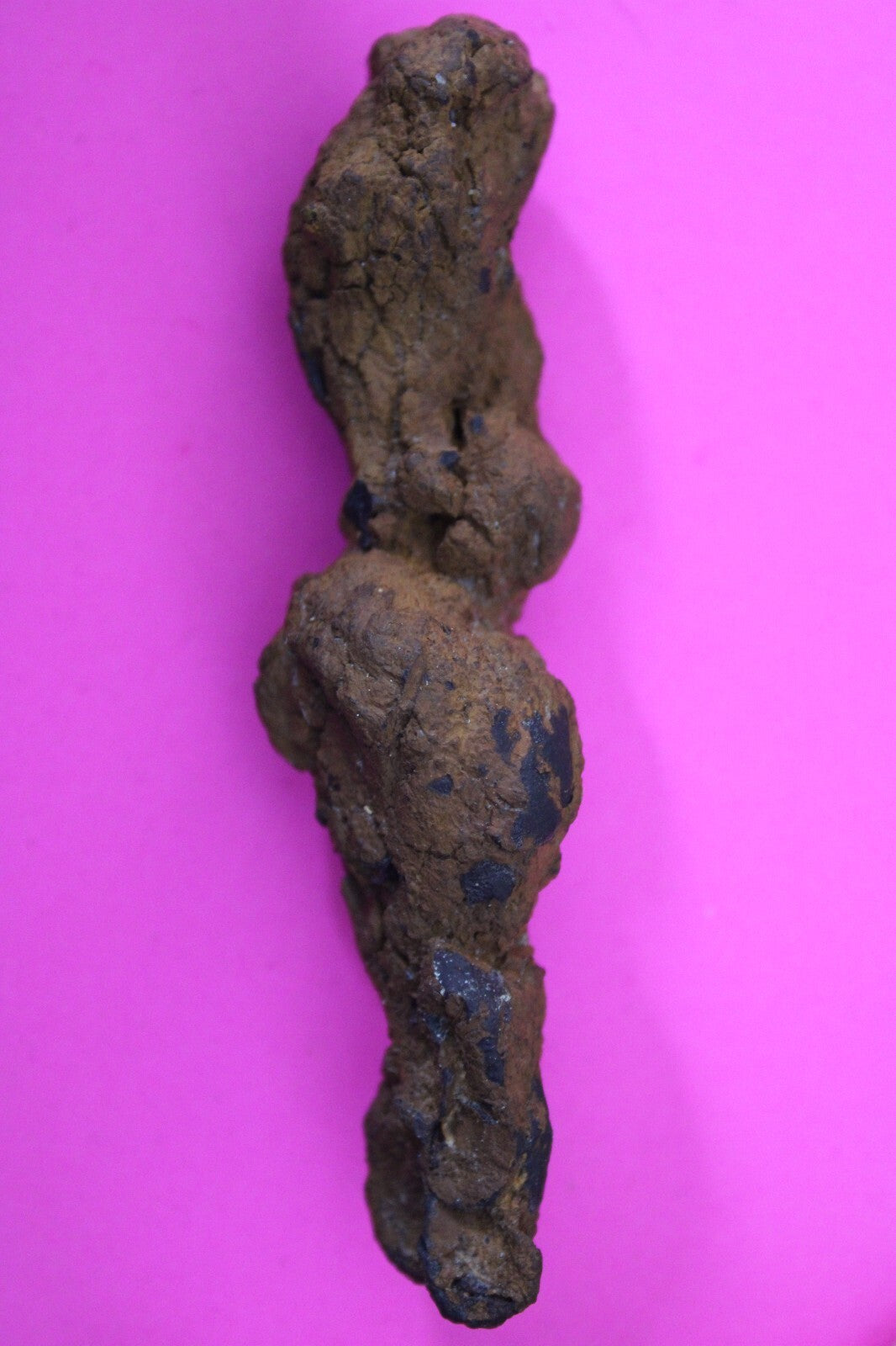 Giant Lizard Poop 5 Million Years Old Genuine Real Fossil Dinosaur Girl COA L07