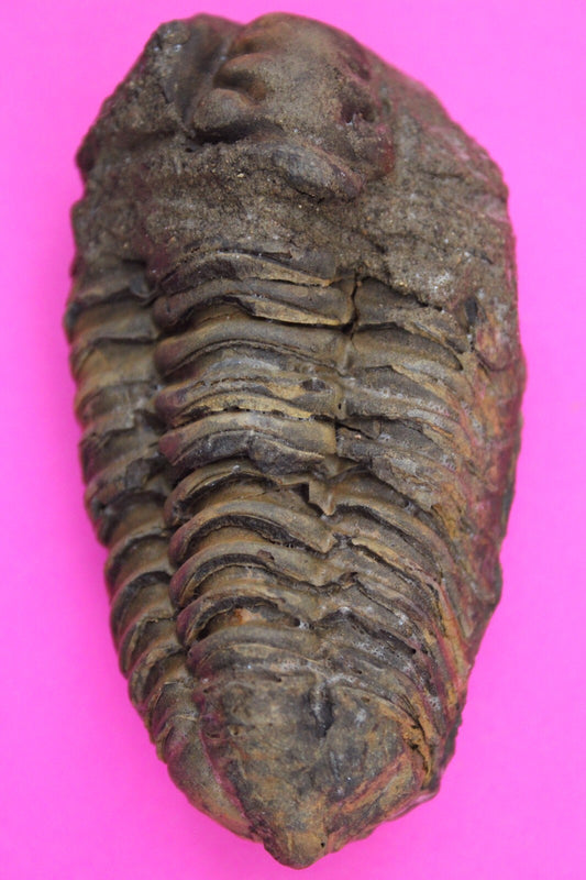 Authentic Trilobite Fossil 450 Million Years Old Genuine Dinosaur Girl COA 79