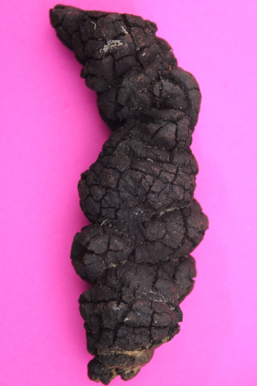 Giant Lizard Poop 5 Million Years Old Genuine Real Fossil Dinosaur Girl COA L06