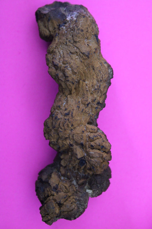 Giant Lizard Poop 5 Million Years Old Genuine Real Fossil Dinosaur Girl COA L04