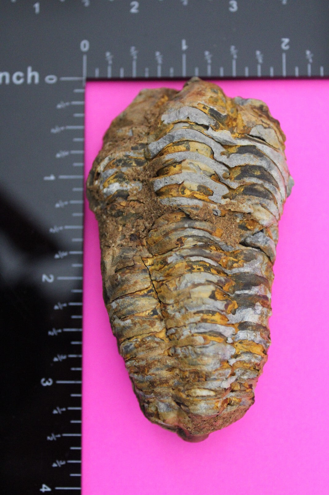 Authentic Trilobite Fossil 450 Million Years Old Genuine Dinosaur Girl COA 51