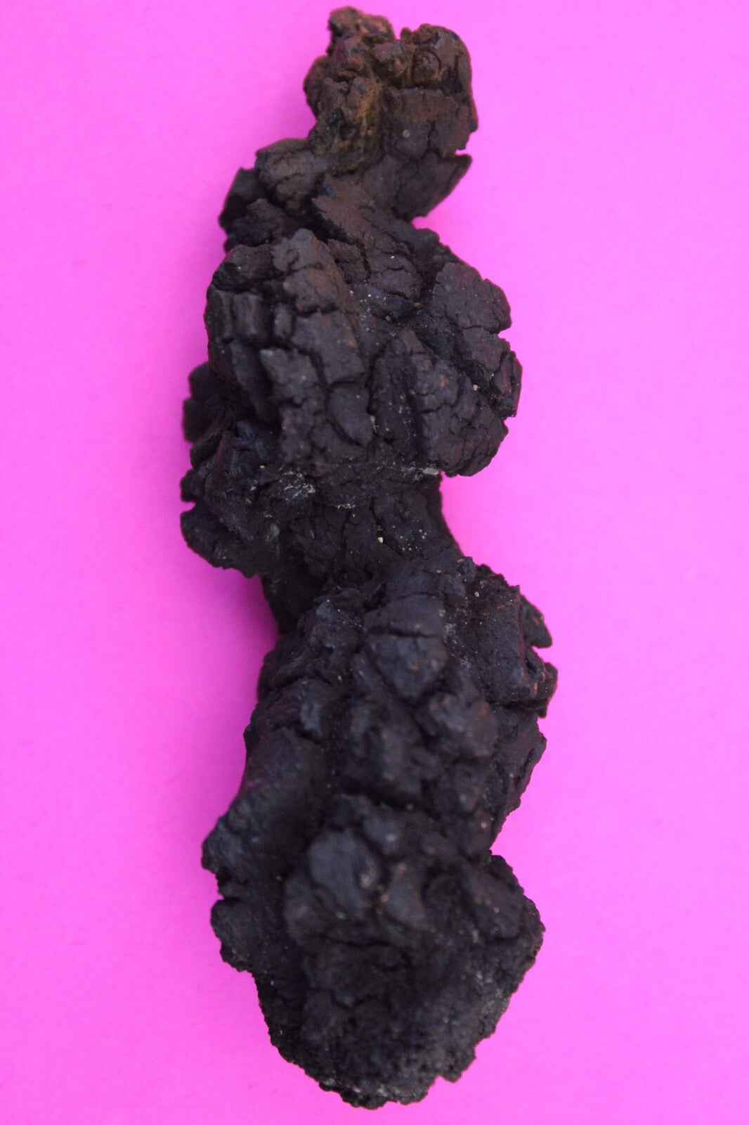 Giant Lizard Poop 5 Million Years Old Genuine Real Fossil Dinosaur Girl COA L20