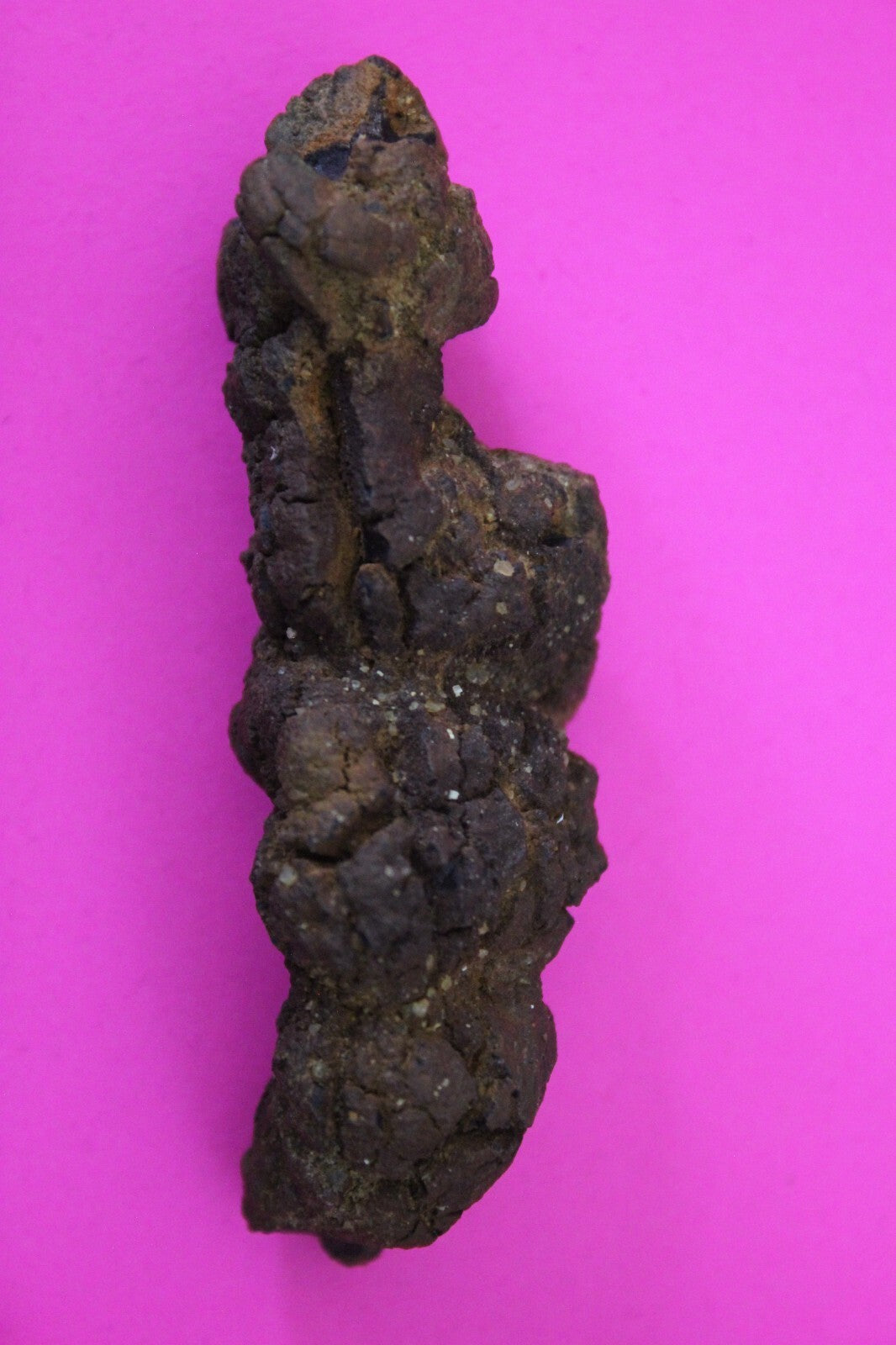 Giant Lizard Poop 5 Million Years Old Genuine Real Fossil Dinosaur Girl COA S36