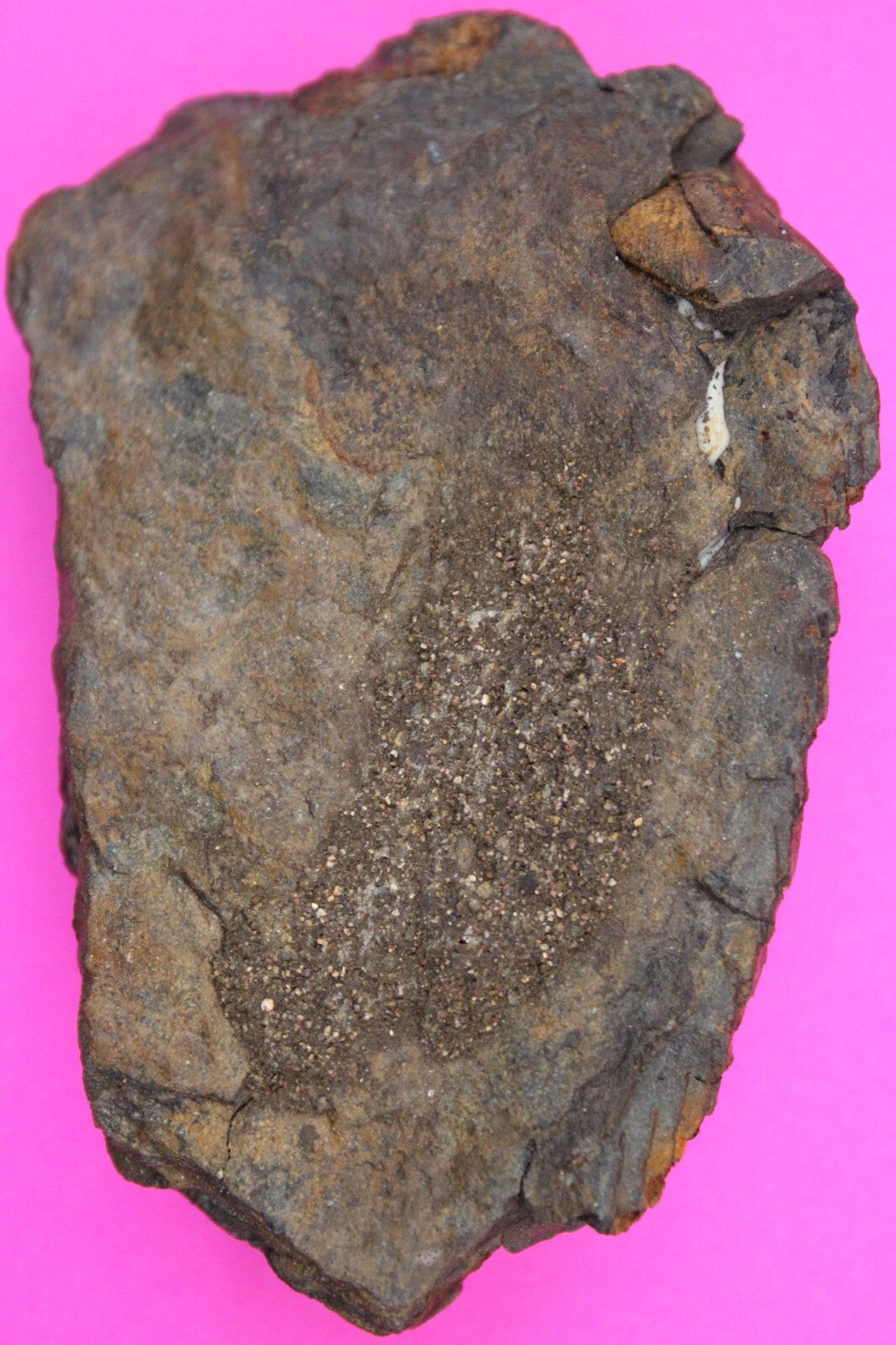 Authentic Trilobite Fossil 450 Million Years Old Genuine Dinosaur Girl COA 72