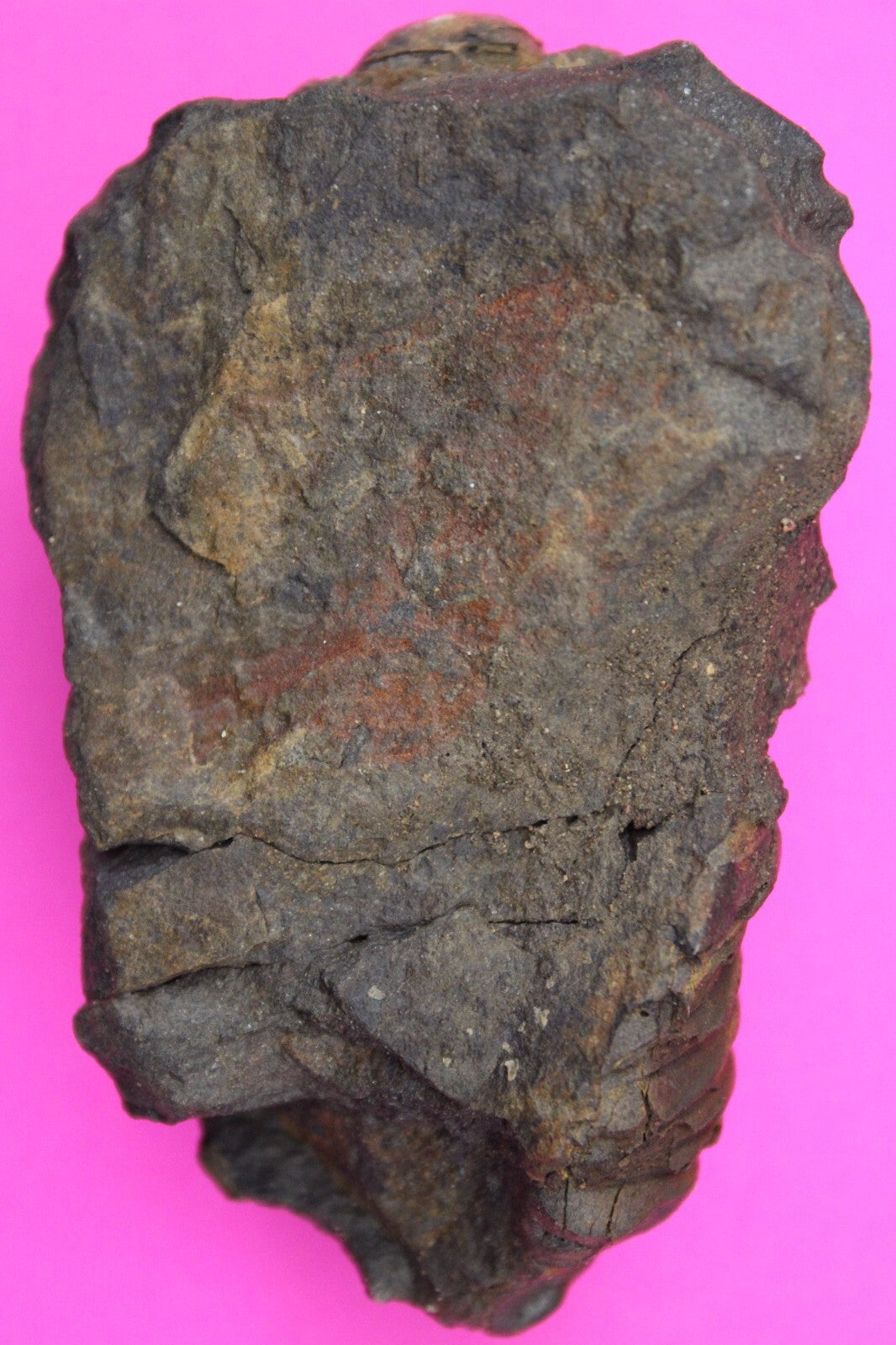 Authentic Trilobite Fossil 450 Million Years Old Genuine Dinosaur Girl COA 22