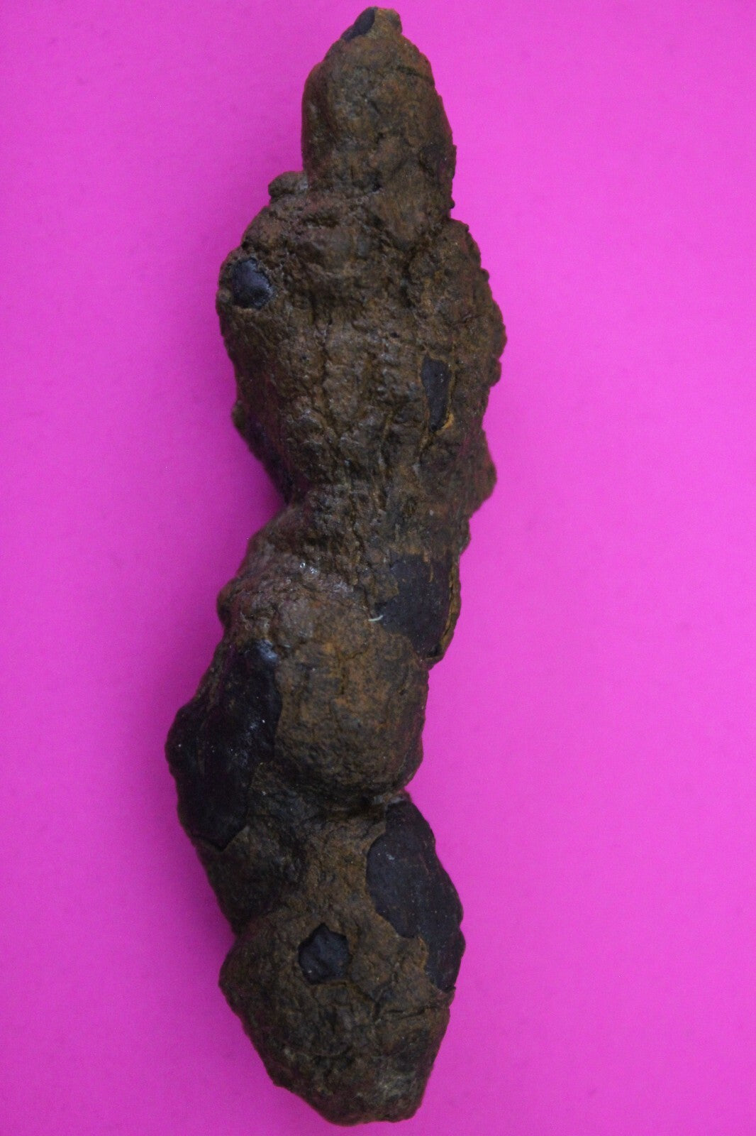 Giant Lizard Poop 5 Million Years Old Genuine Real Fossil Dinosaur Girl COA S05