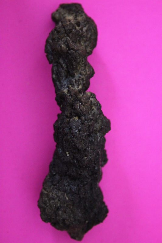 Giant Lizard Poop 5 Million Years Old Genuine Real Fossil Dinosaur Girl COA S51