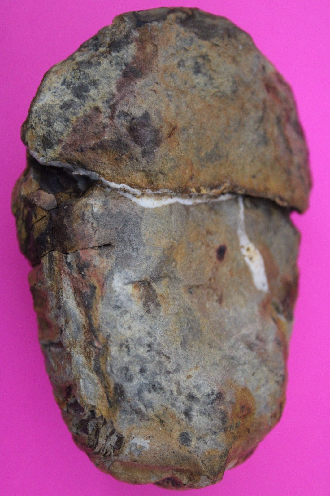 Authentic Trilobite Fossil 450 Million Years Old Genuine Dinosaur Girl COA 36