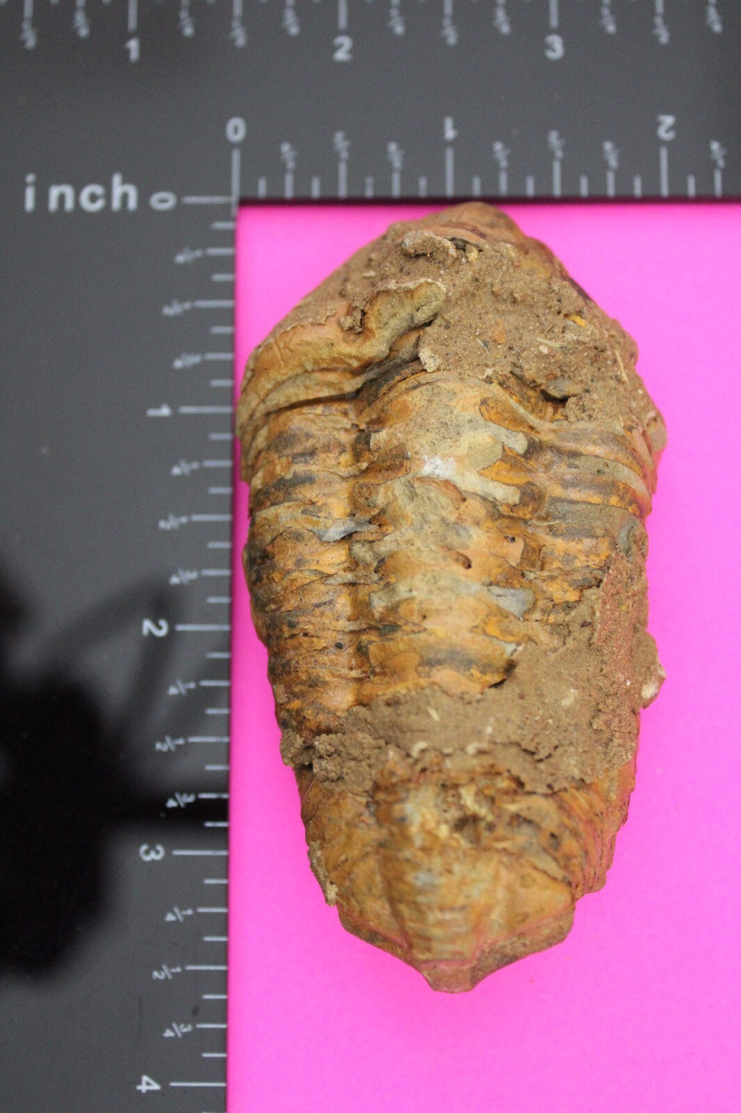 Authentic Trilobite Fossil 450 Million Years Old Genuine Dinosaur Girl COA 56