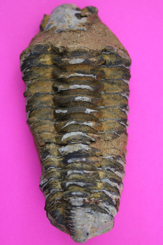 Authentic Trilobite Fossil 450 Million Years Old Genuine Dinosaur Girl COA 37