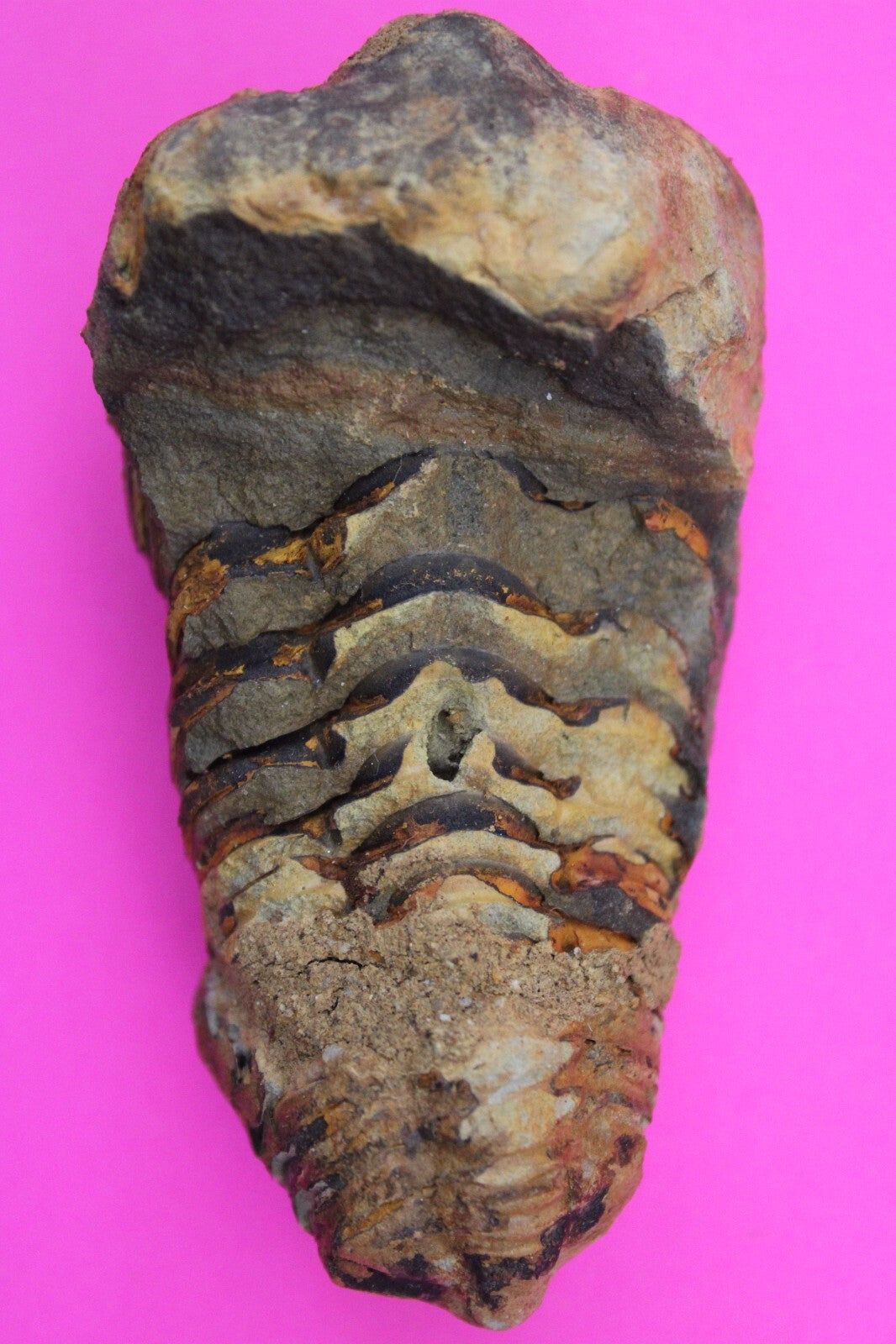 Authentic Trilobite Fossil 450 Million Years Old Genuine Dinosaur Girl COA 46