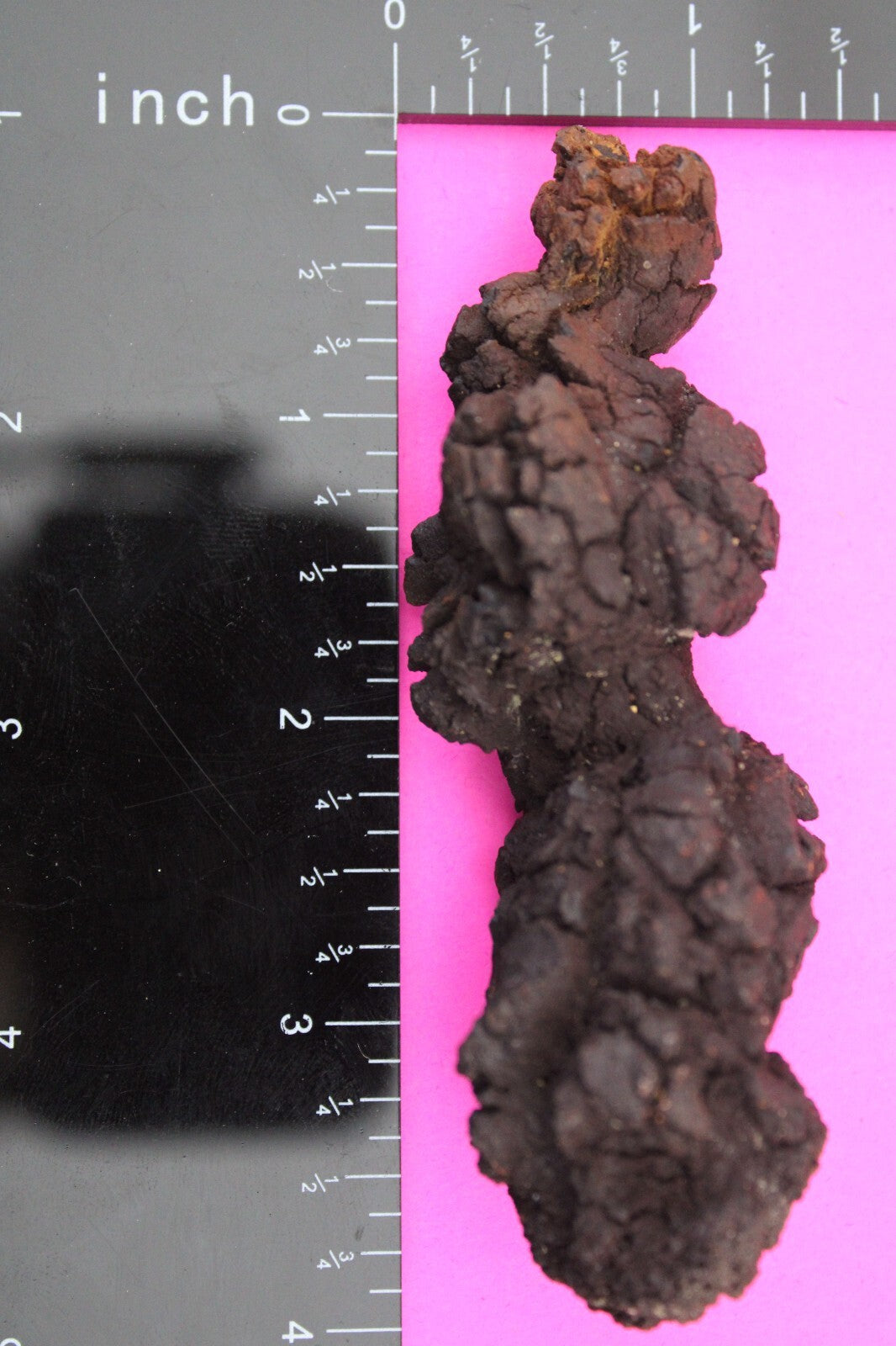 Giant Lizard Poop 5 Million Years Old Genuine Real Fossil Dinosaur Girl COA L20