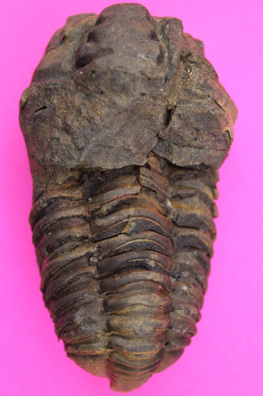 Authentic Trilobite Fossil 450 Million Years Old Genuine Dinosaur Girl COA 16