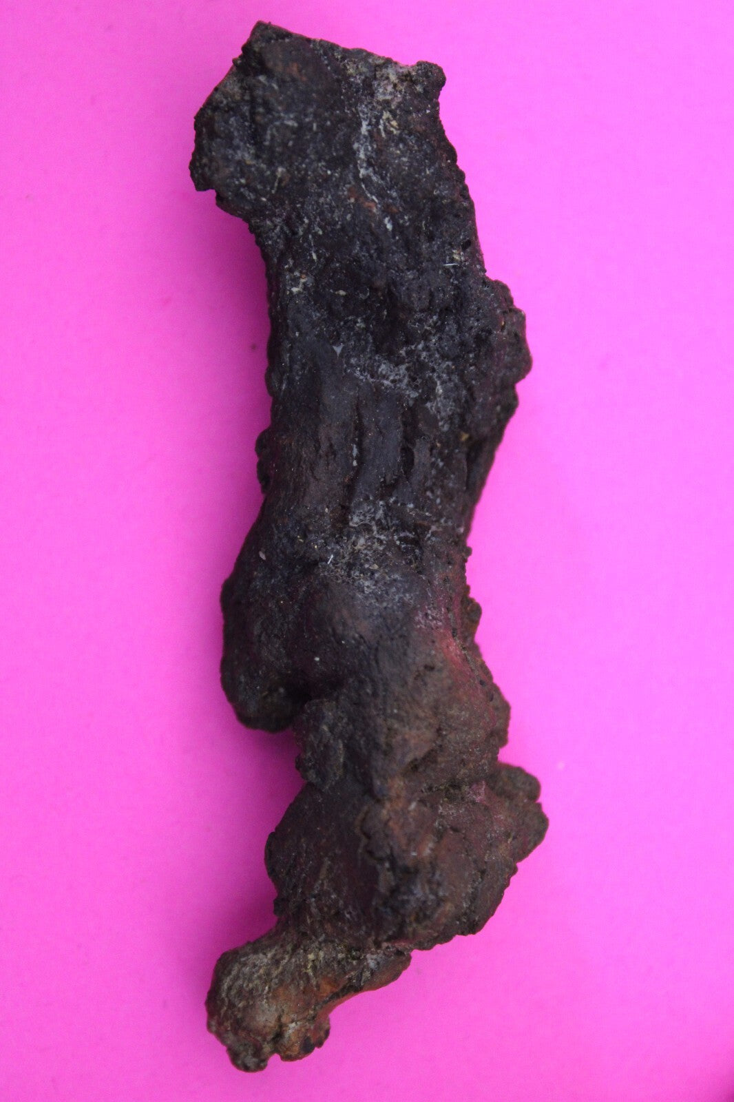 Giant Lizard Poop 5 Million Years Old Genuine Real Fossil Dinosaur Girl COA L05