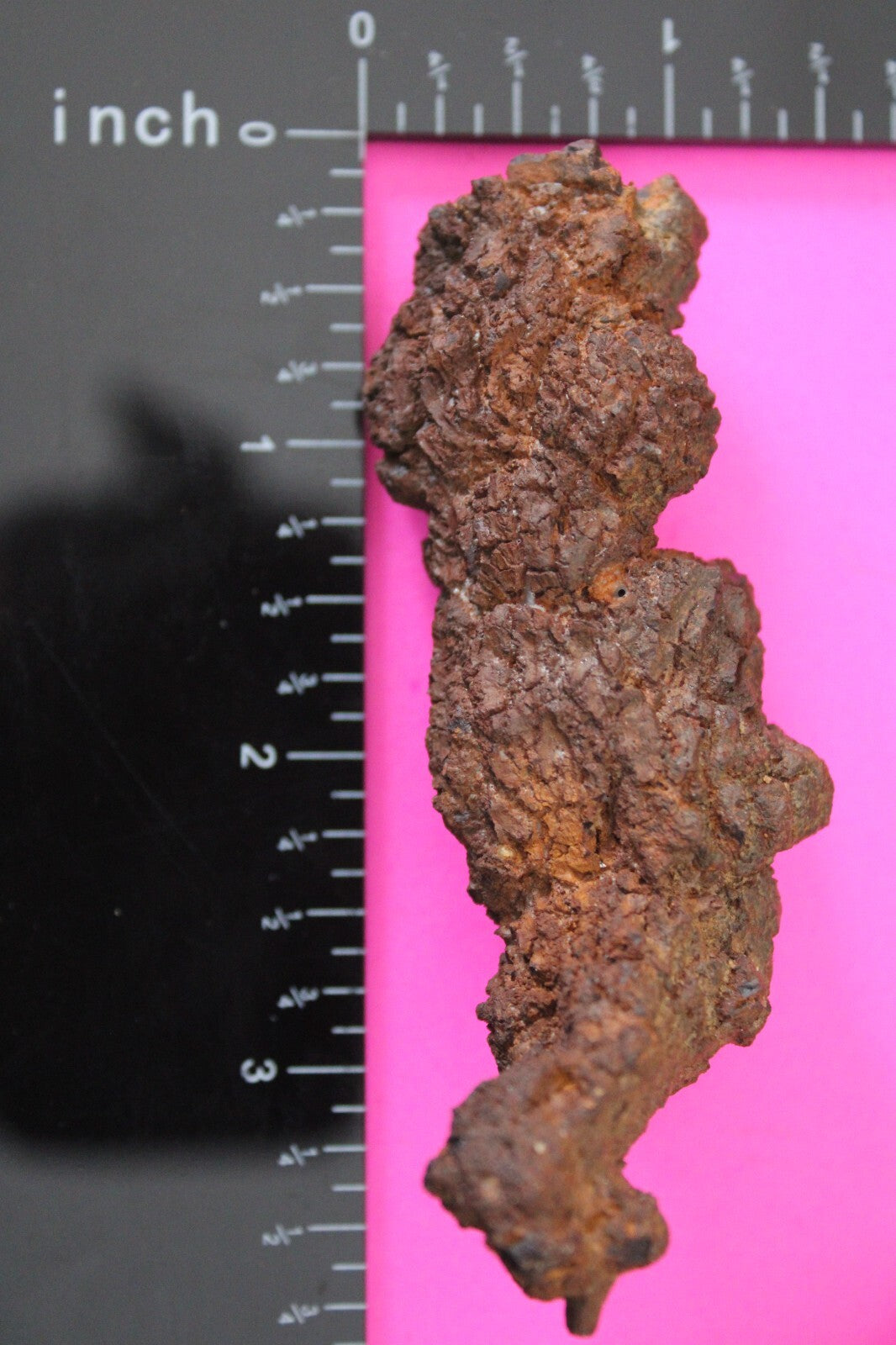 Giant Lizard Poop 5 Million Years Old Genuine Real Fossil Dinosaur Girl COA L10