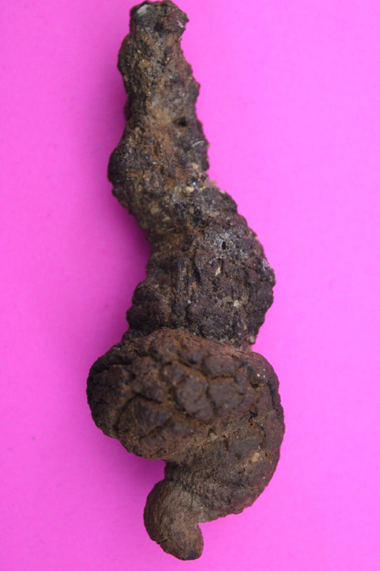 Giant Lizard Poop 5 Million Years Old Coprolite Genuine Fossil Dino Girl COA L01