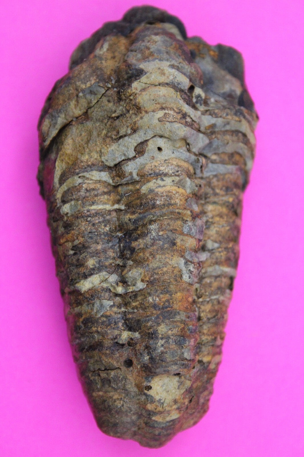 Authentic Trilobite Fossil 450 Million Years Old Genuine Dinosaur Girl COA 61