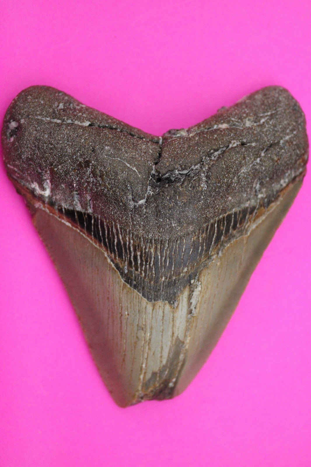 Authentic Megadolon Shark Tooth 4.00 Inch 151 Grams Fossil Dinosaur Girl COA M09
