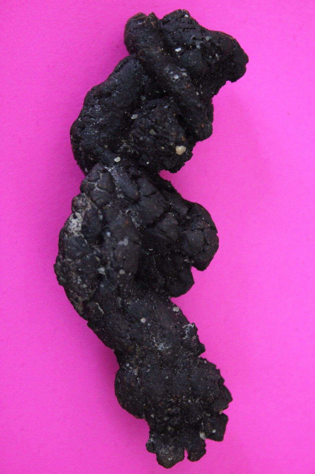 Giant Lizard Poop 5 Million Years Old Genuine Real Fossil Dinosaur Girl COA S35