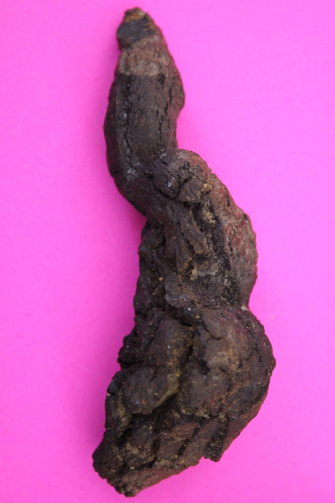 Giant Lizard Poop 5 Million Years Old Genuine Real Fossil Dinosaur Girl COA L25