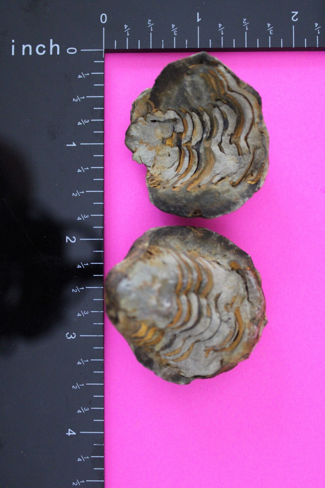 Authentic Trilobite Geode Real Fossil 450 Million Years Old Dinosaur Girl COA 21