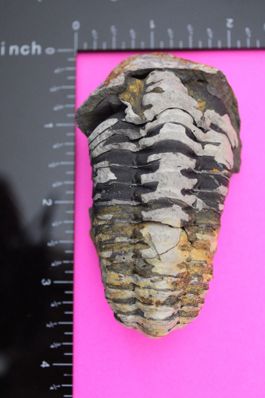 Authentic Trilobite Fossil 450 Million Years Old Genuine Dinosaur Girl COA 67