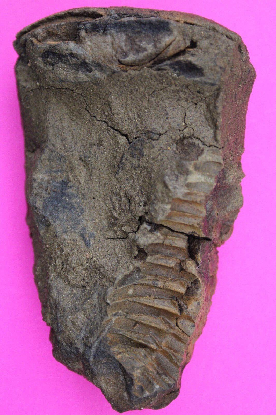 Authentic Trilobite Fossil 450 Million Years Old Genuine Dinosaur Girl COA 26