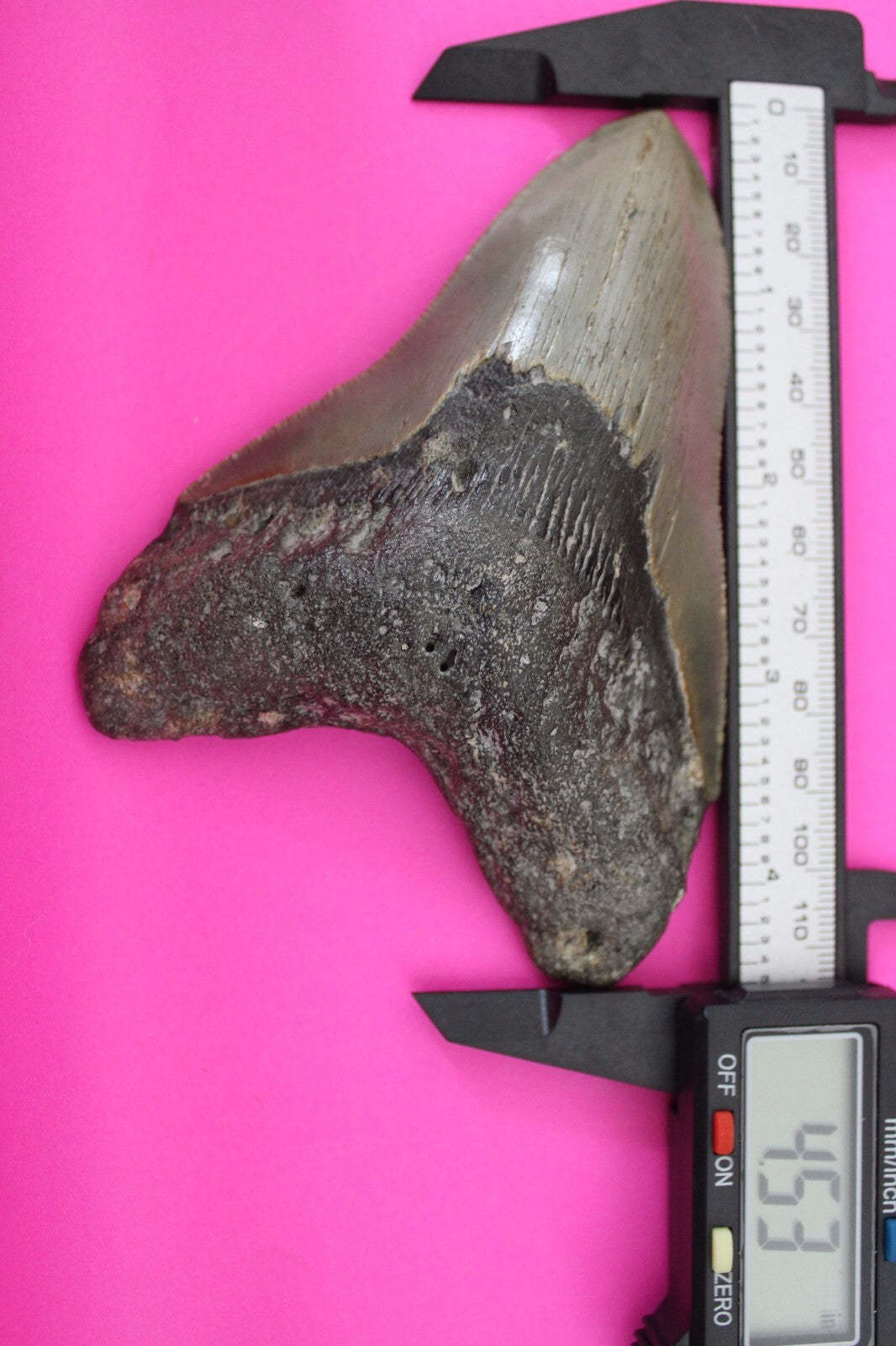 Authentic Megadolon Shark Tooth 4.53 Inch 142 Grams Fossil Dinosaur Girl COA M21