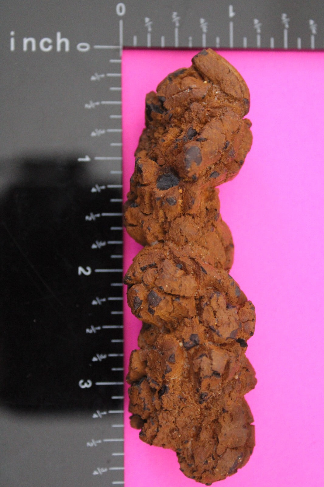 Giant Lizard Poop 5 Million Years Old Genuine Real Fossil Dinosaur Girl COA L23