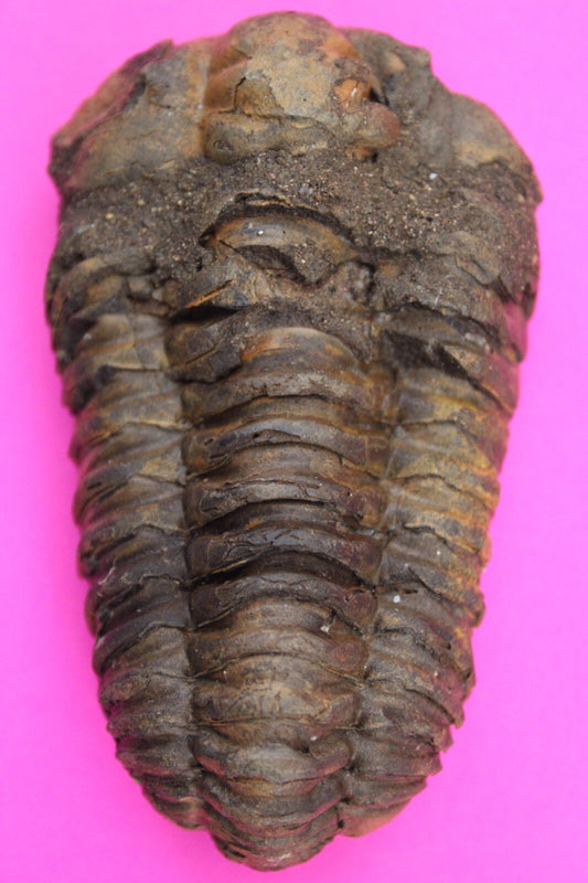 Authentic Trilobite Fossil 450 Million Years Old Genuine Dinosaur Girl COA 21