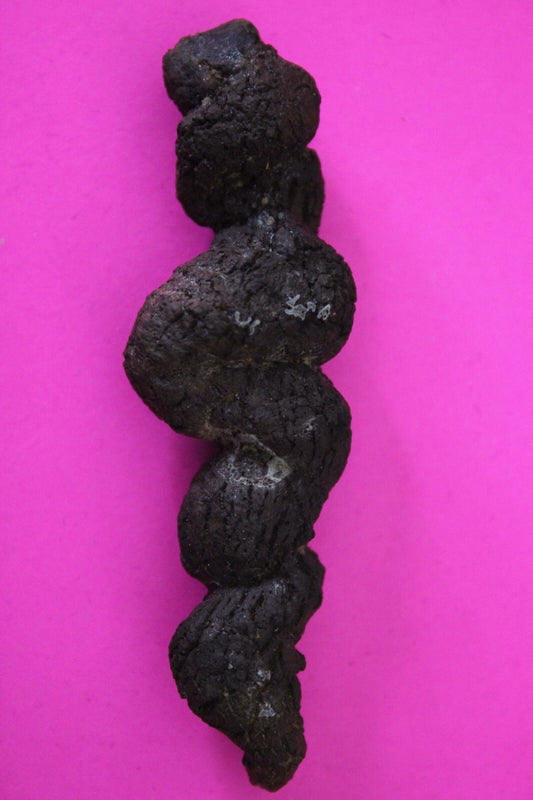 Giant Lizard Poop 5 Million Years Old Genuine Real Fossil Dinosaur Girl COA S52