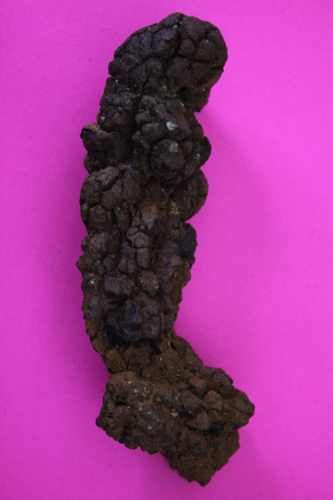 Giant Lizard Poop 5 Million Years Old Genuine Real Fossil Dinosaur Girl COA S41
