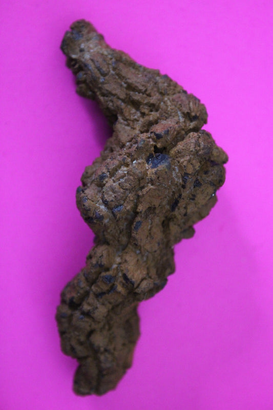 Giant Lizard Poop 5 Million Years Old Genuine Real Fossil Dinosaur Girl COA S44