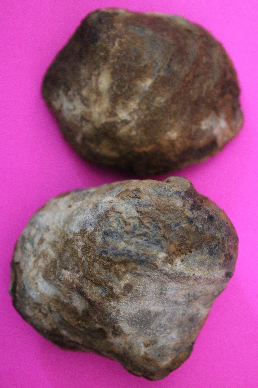 Authentic Trilobite Geode Real Fossil 450 Million Years Old Dinosaur Girl COA 25