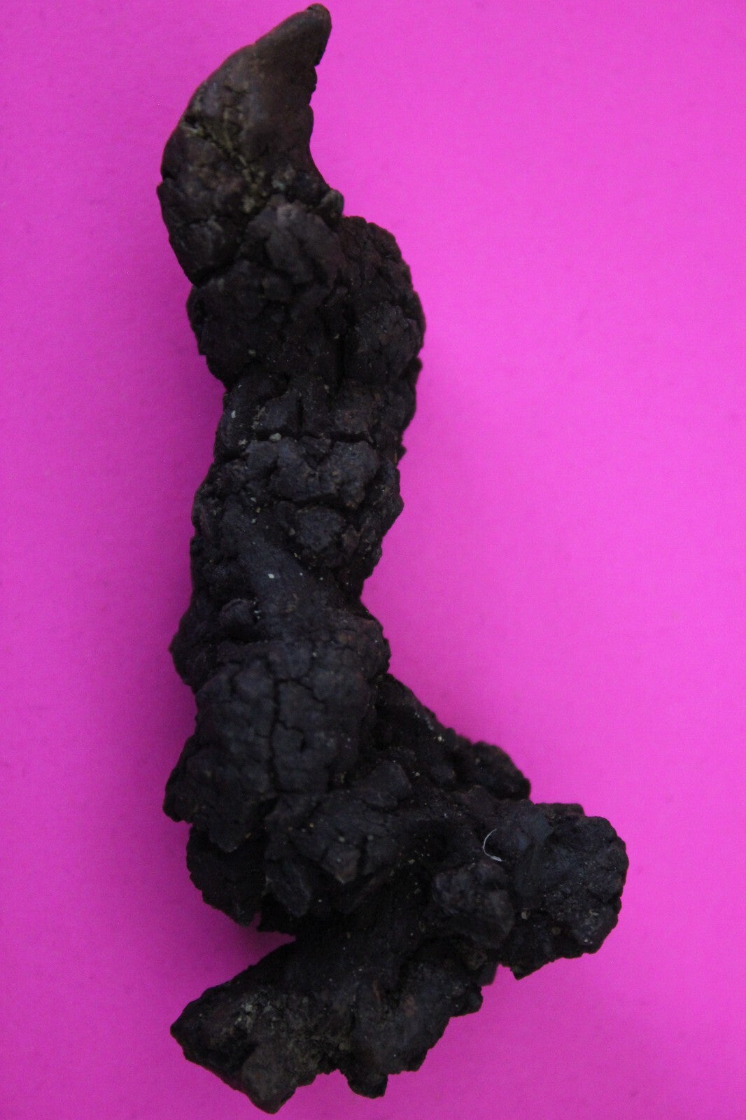 Giant Lizard Poop 5 Million Years Old Genuine Real Fossil Dinosaur Girl COA S08