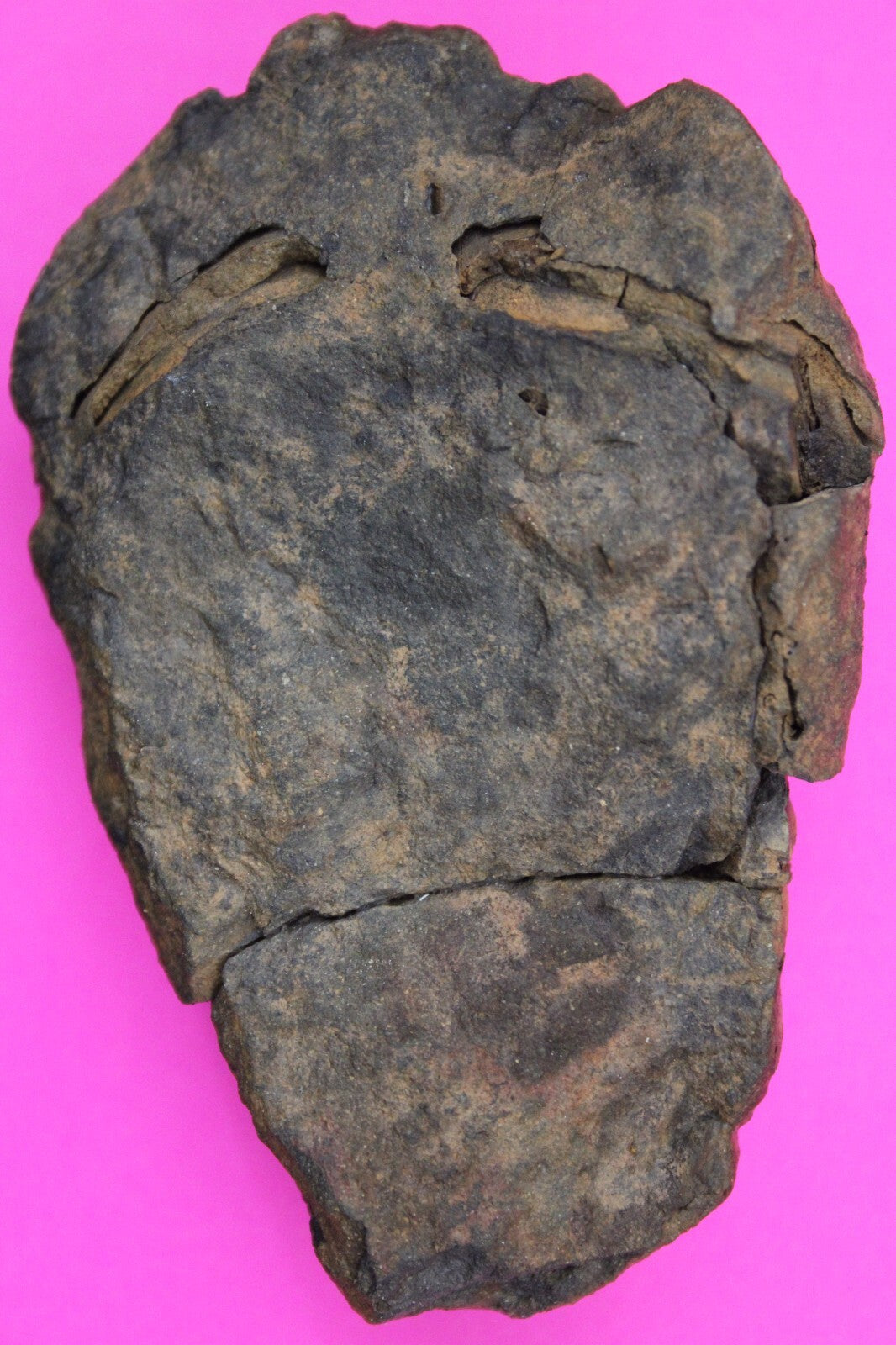 Authentic Trilobite Fossil 450 Million Years Old Genuine Dinosaur Girl COA 50