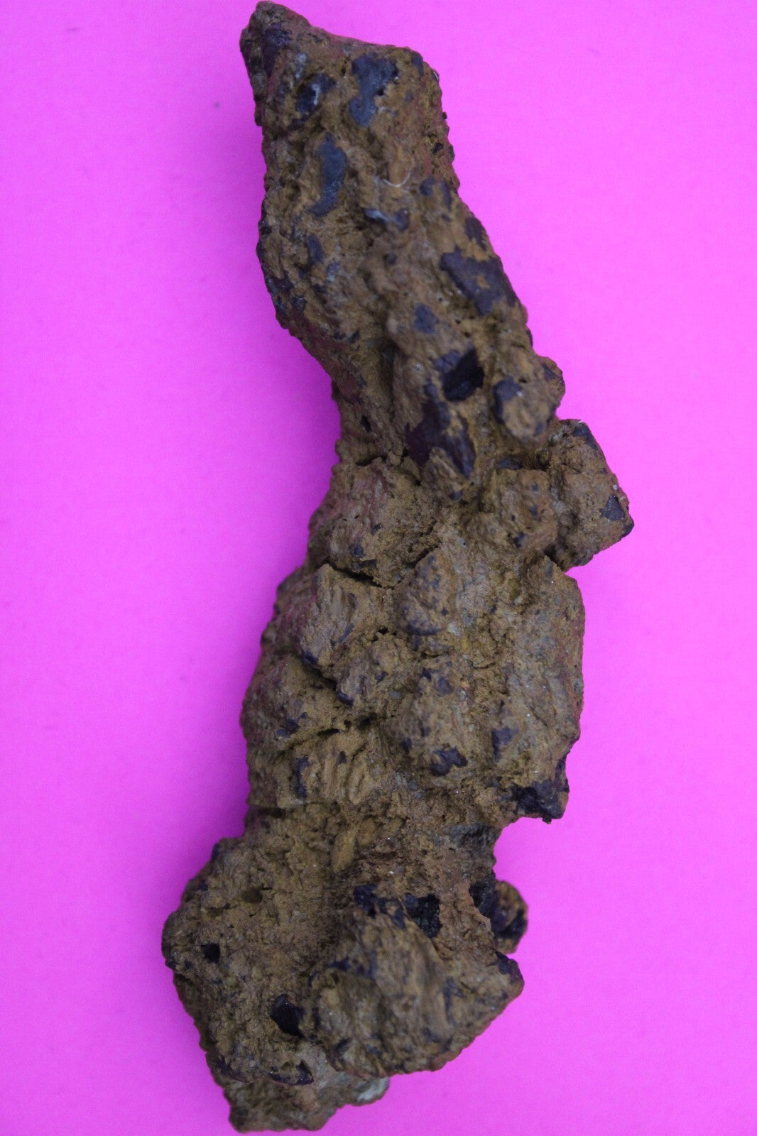Giant Lizard Poop 5 Million Years Old Genuine Real Fossil Dinosaur Girl COA L18