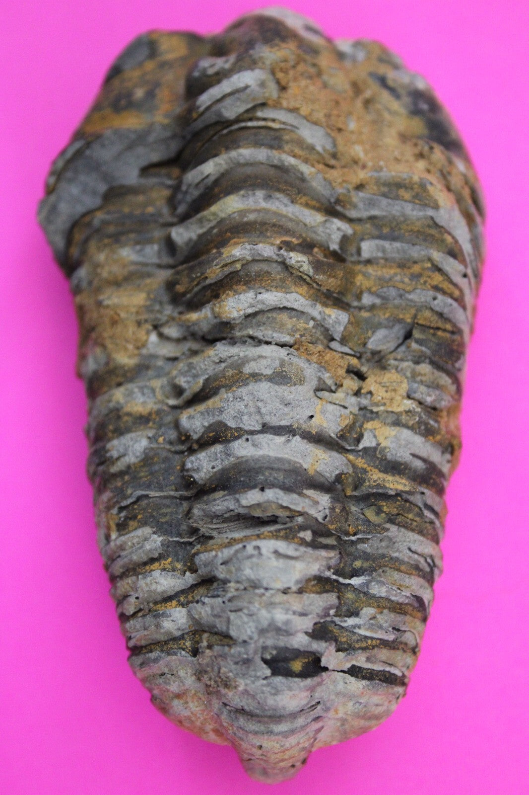 Authentic Trilobite Fossil 450 Million Years Old Genuine Dinosaur Girl COA 92