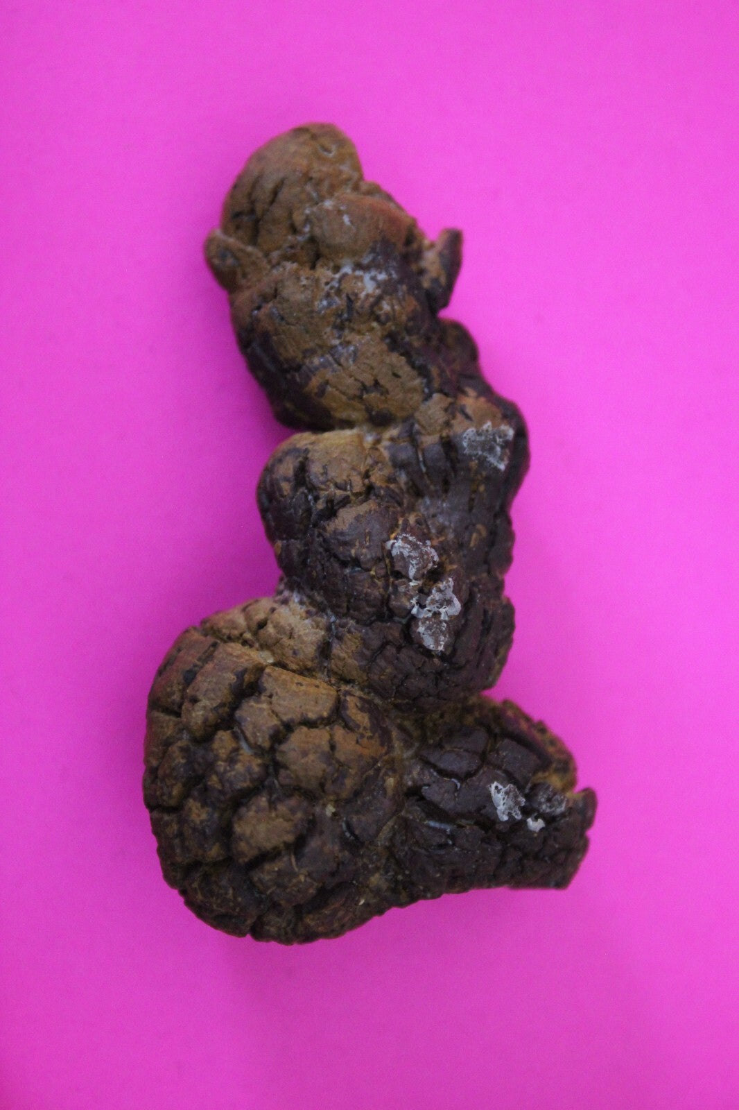 Giant Lizard Poop 5 Million Years Old Genuine Real Fossil Dinosaur Girl COA S31