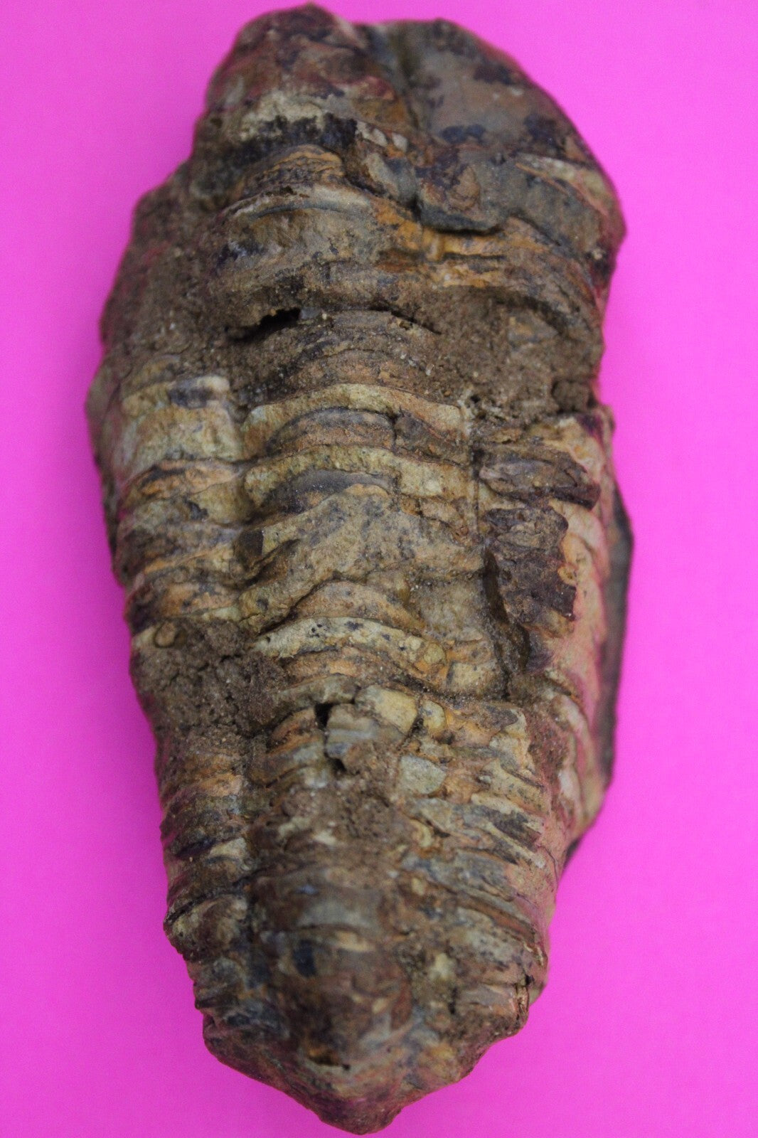 Authentic Trilobite Fossil 450 Million Years Old Genuine Dinosaur Girl COA 62