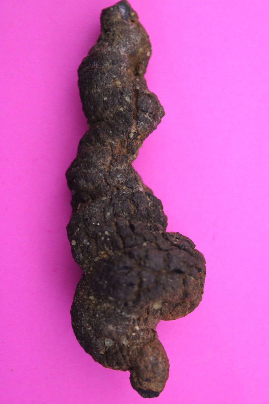Giant Lizard Poop 5 Million Years Old Coprolite Genuine Fossil Dino Girl COA L01