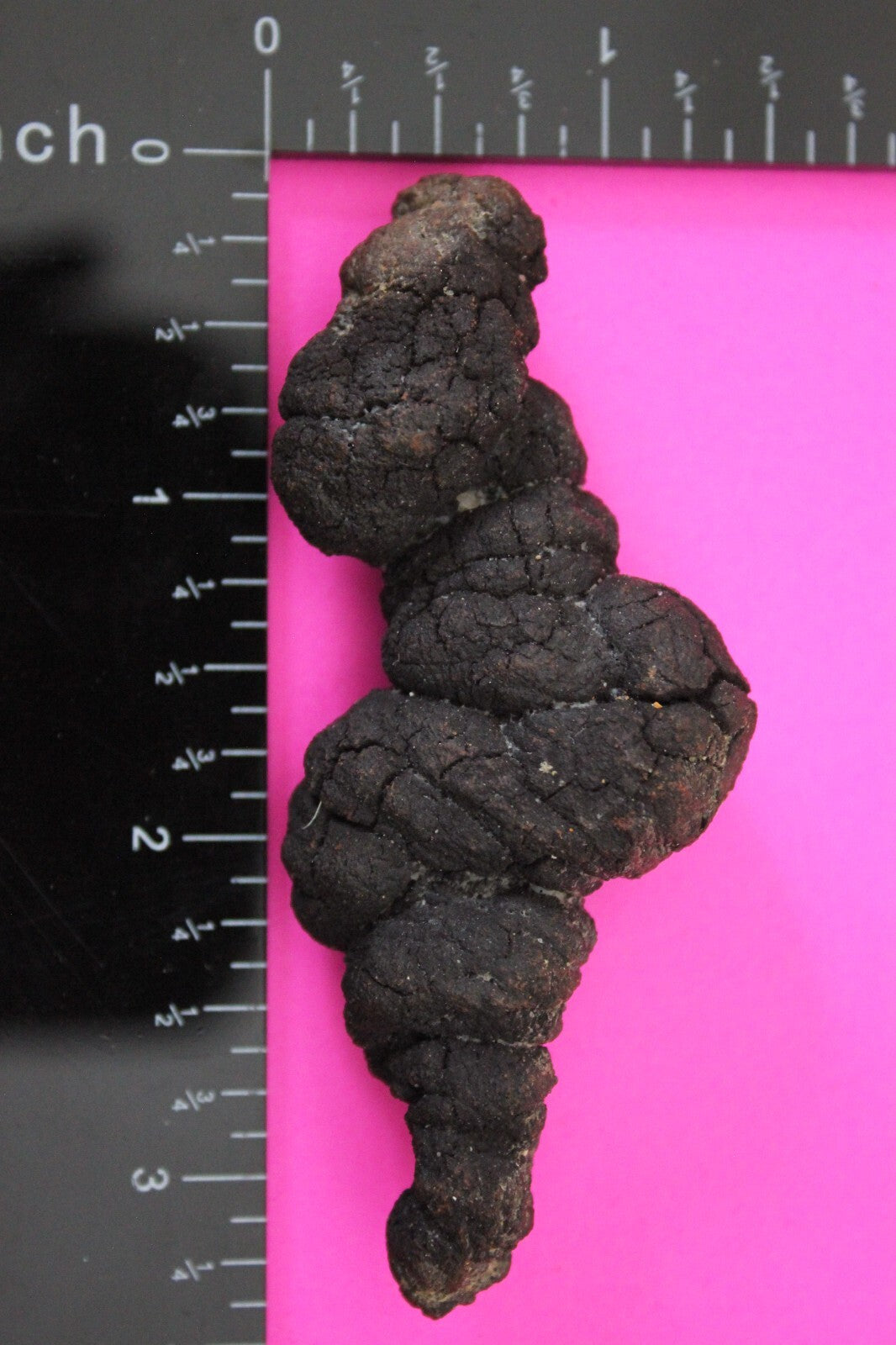 Giant Lizard Poop 5 Million Years Old Genuine Real Fossil Dinosaur Girl COAS38